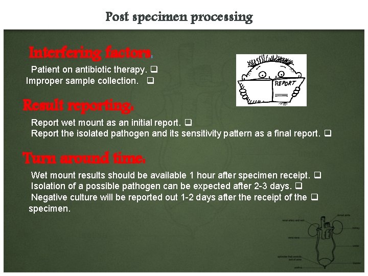Post specimen processing Interfering factors: Patient on antibiotic therapy. q Improper sample collection. q