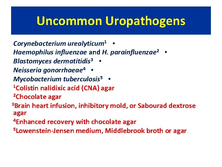 Uncommon Uropathogens Corynebacterium urealyticum 1 • Haemophilus influenzae and H. parainfluenzae 2 • Blastomyces