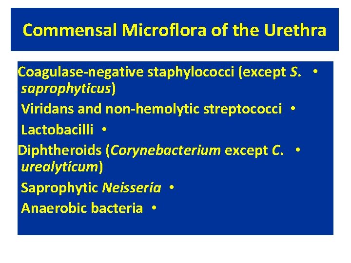 Commensal Microflora of the Urethra Coagulase-negative staphylococci (except S. • saprophyticus) Viridans and non-hemolytic