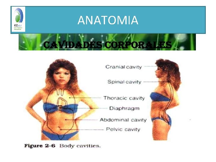 ANATOMIA 