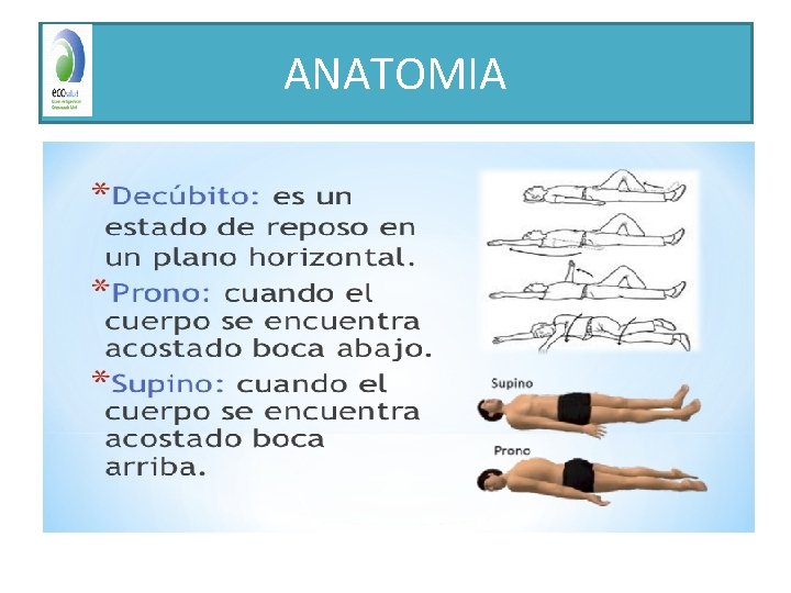 ANATOMIA 