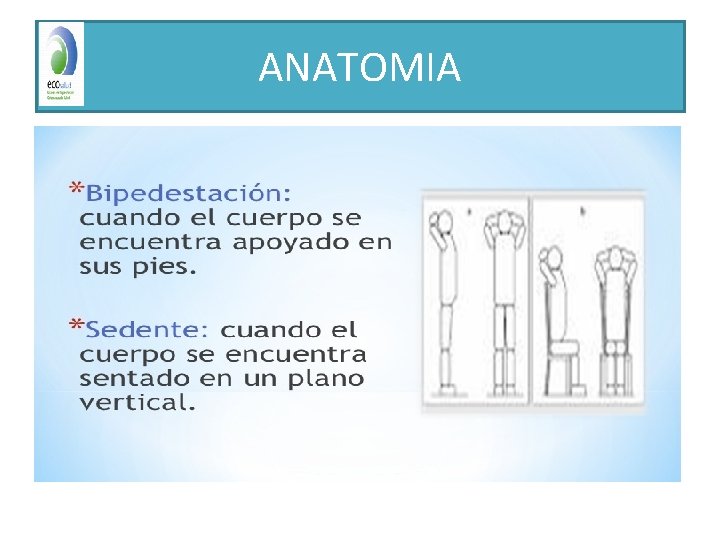 ANATOMIA 