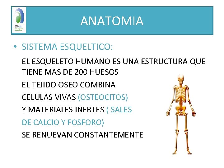 ANATOMIA • SISTEMA ESQUELTICO: EL ESQUELETO HUMANO ES UNA ESTRUCTURA QUE TIENE MAS DE