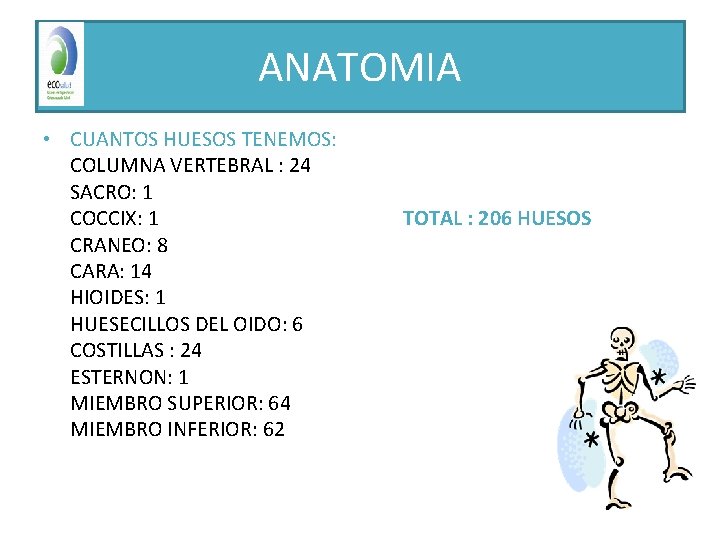 ANATOMIA • CUANTOS HUESOS TENEMOS: COLUMNA VERTEBRAL : 24 SACRO: 1 COCCIX: 1 CRANEO: