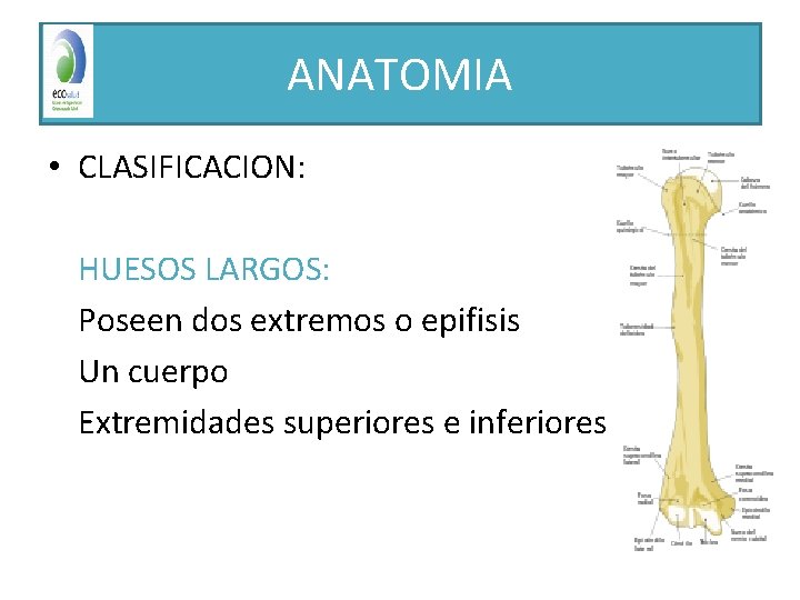 ANATOMIA • CLASIFICACION: HUESOS LARGOS: Poseen dos extremos o epifisis Un cuerpo Extremidades superiores