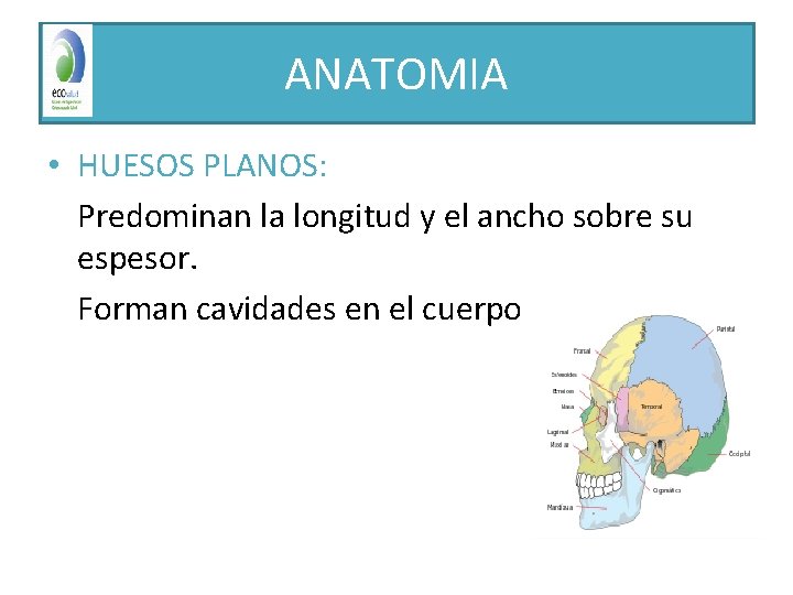 ANATOMIA • HUESOS PLANOS: Predominan la longitud y el ancho sobre su espesor. Forman