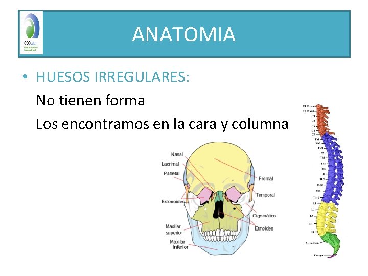 ANATOMIA • HUESOS IRREGULARES: No tienen forma Los encontramos en la cara y columna