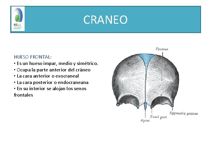 CRANEO HUESO FRONTAL: • Es un hueso impar, medio y simétrico. • Ocupa la