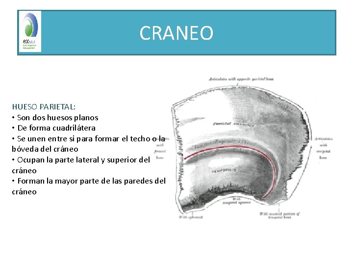 CRANEO HUESO PARIETAL: • Son dos huesos planos • De forma cuadrilátera • Se