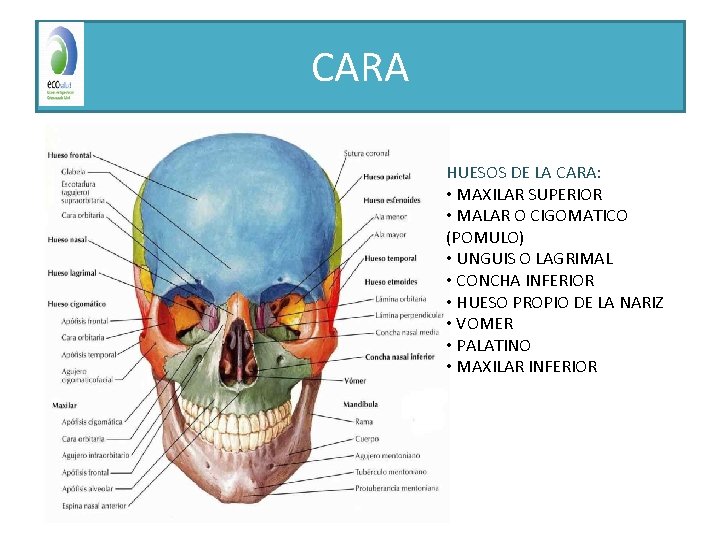 CARA HUESOS DE LA CARA: • MAXILAR SUPERIOR • MALAR O CIGOMATICO (POMULO) •