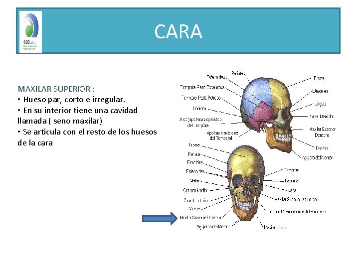 CARA MAXILAR SUPERIOR : • Hueso par, corto e irregular. • En su interior