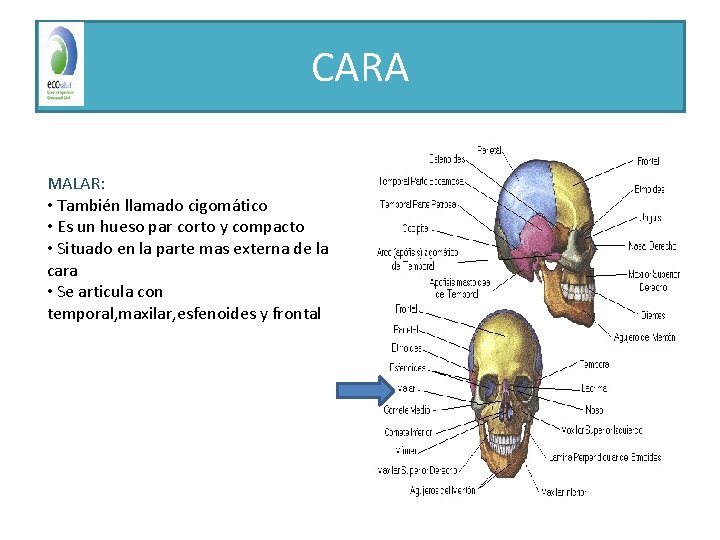 CARA MALAR: • También llamado cigomático • Es un hueso par corto y compacto