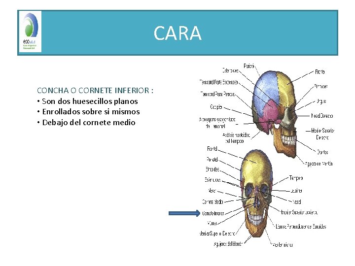 CARA CONCHA O CORNETE INFERIOR : • Son dos huesecillos planos • Enrollados sobre