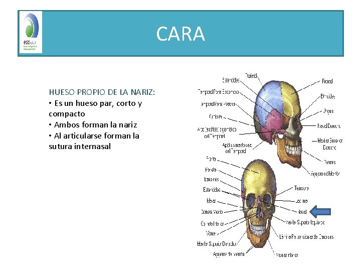 CARA HUESO PROPIO DE LA NARIZ: • Es un hueso par, corto y compacto