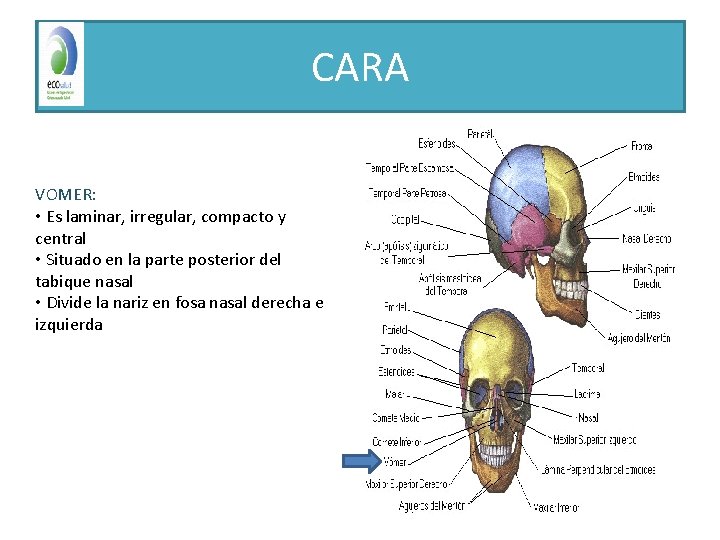 CARA VOMER: • Es laminar, irregular, compacto y central • Situado en la parte