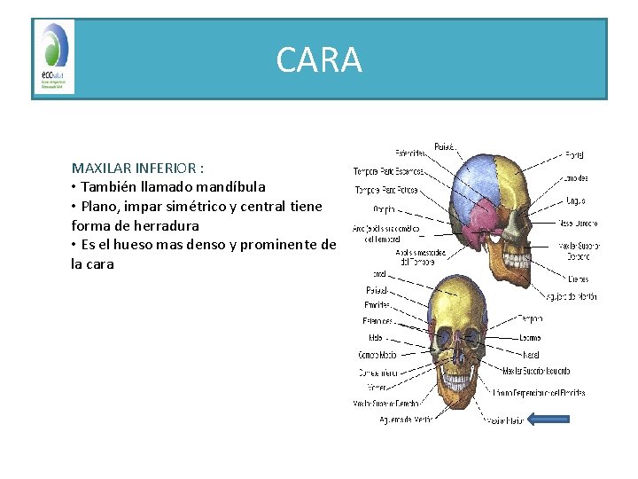 CARA MAXILAR INFERIOR : • También llamado mandíbula • Plano, impar simétrico y central