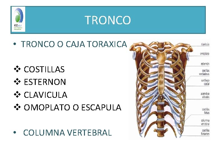 TRONCO • TRONCO O CAJA TORAXICA v COSTILLAS v ESTERNON v CLAVICULA v OMOPLATO