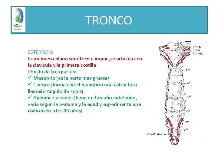 TRONCO ESTERNON: Es un hueso plano simétrico e impar , se articula con la