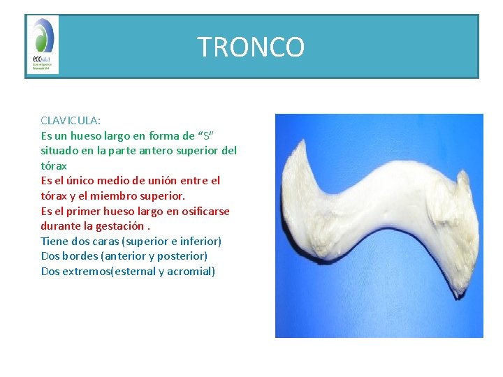 TRONCO CLAVICULA: Es un hueso largo en forma de “S” situado en la parte
