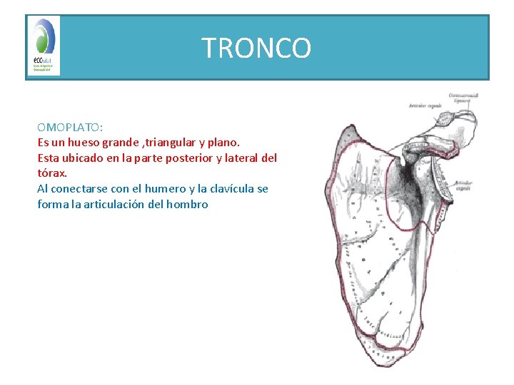 TRONCO OMOPLATO: Es un hueso grande , triangular y plano. Esta ubicado en la