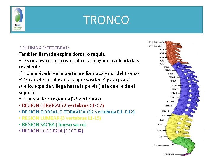 TRONCO COLUMNA VERTEBRAL: También llamada espina dorsal o raquis. ü Es una estructura osteofibrocartilaginosa