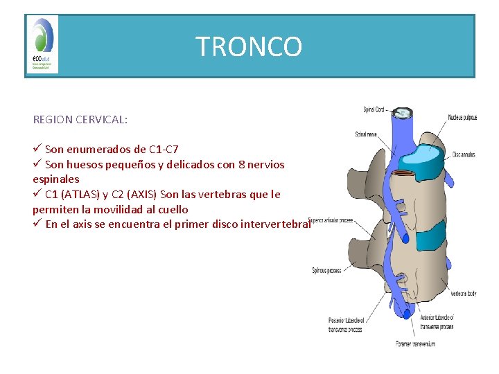 TRONCO REGION CERVICAL: ü Son enumerados de C 1 -C 7 ü Son huesos