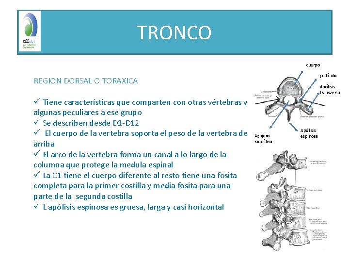 TRONCO cuerpo pedículo REGION DORSAL O TORAXICA ü Tiene características que comparten con otras