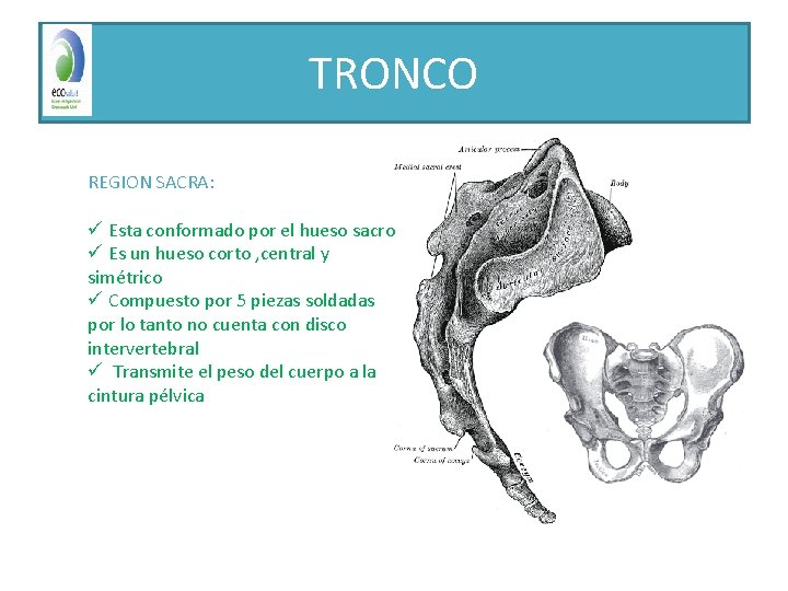 TRONCO REGION SACRA: ü Esta conformado por el hueso sacro ü Es un hueso