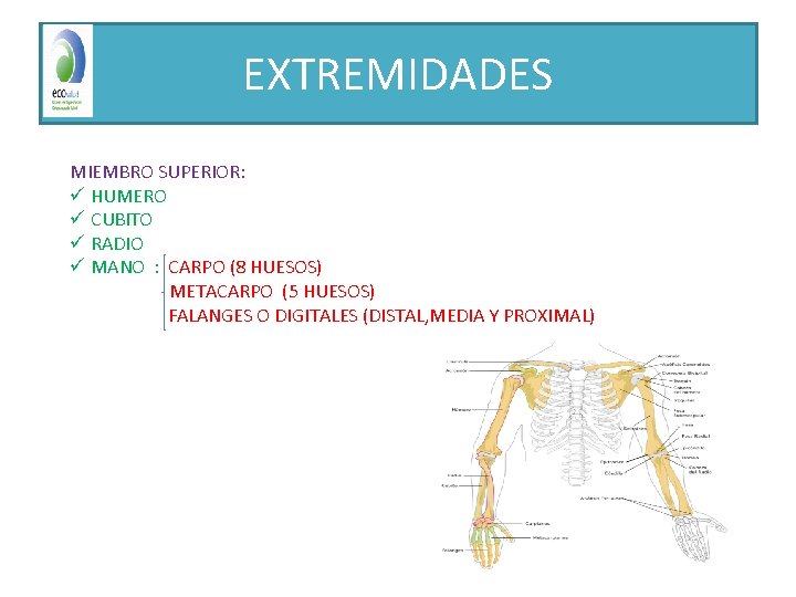 EXTREMIDADES MIEMBRO SUPERIOR: ü HUMERO ü CUBITO ü RADIO ü MANO : CARPO (8