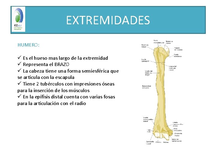 EXTREMIDADES HUMERO: ü Es el hueso mas largo de la extremidad ü Representa el