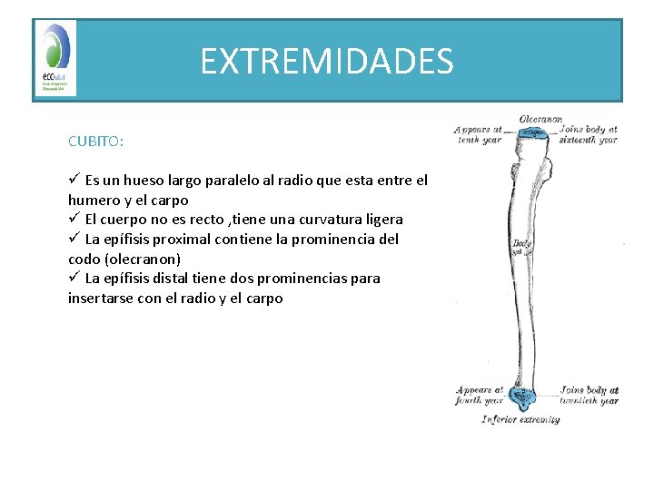 EXTREMIDADES CUBITO: ü Es un hueso largo paralelo al radio que esta entre el