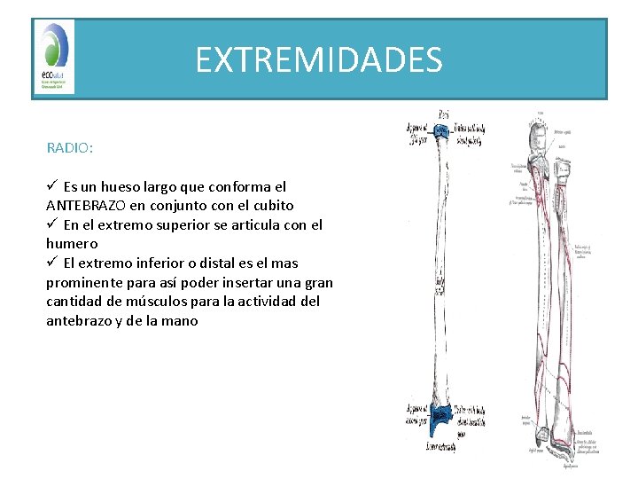 EXTREMIDADES RADIO: ü Es un hueso largo que conforma el ANTEBRAZO en conjunto con