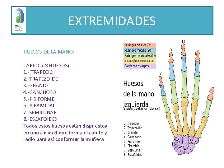 EXTREMIDADES HUESOS DE LA MANO: CARPO: ( 8 HUESOS) 1. - TRAPECIO 2. -TRAPEZOIDE