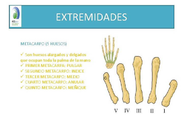 EXTREMIDADES METACARPO (5 HUESOS) ü Son huesos alargados y delgados que ocupan toda la