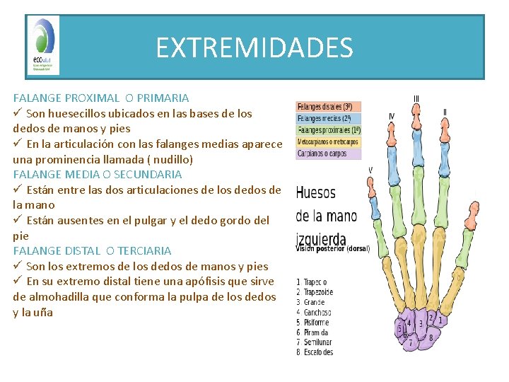 EXTREMIDADES FALANGE PROXIMAL O PRIMARIA ü Son huesecillos ubicados en las bases de los