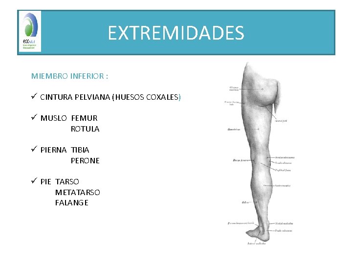 EXTREMIDADES MIEMBRO INFERIOR : ü CINTURA PELVIANA (HUESOS COXALES) ü MUSLO FEMUR ROTULA ü