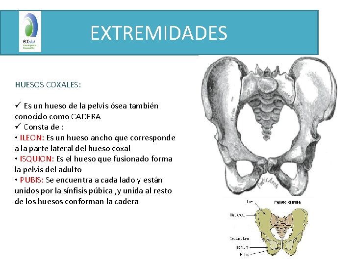 EXTREMIDADES HUESOS COXALES: ü Es un hueso de la pelvis ósea también conocido como