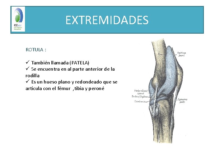 EXTREMIDADES ROTULA : ü También llamada (PATELA) ü Se encuentra en al parte anterior