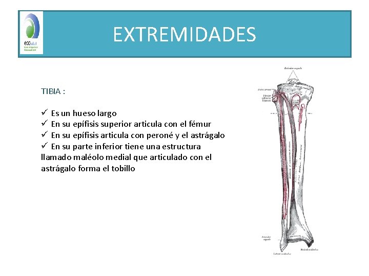 EXTREMIDADES TIBIA : ü Es un hueso largo ü En su epífisis superior articula