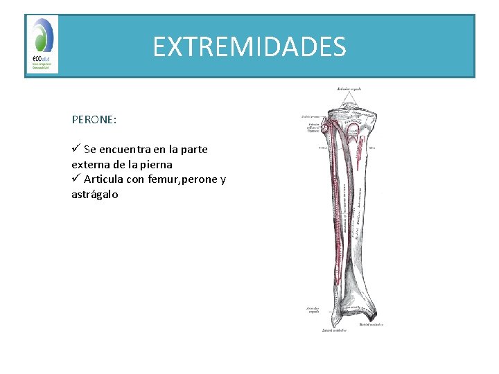 EXTREMIDADES PERONE: ü Se encuentra en la parte externa de la pierna ü Articula