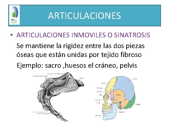 ARTICULACIONES • ARTICULACIONES INMOVILES O SINATROSIS Se mantiene la rigidez entre las dos piezas