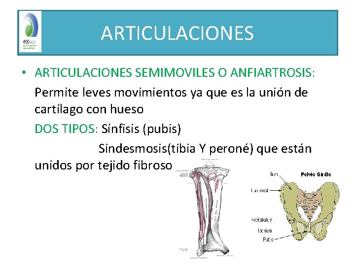 ARTICULACIONES • ARTICULACIONES SEMIMOVILES O ANFIARTROSIS: Permite leves movimientos ya que es la unión