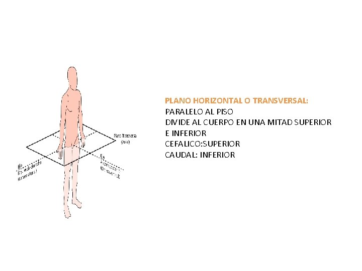 PLANO HORIZONTAL O TRANSVERSAL: PARALELO AL PISO DIVIDE AL CUERPO EN UNA MITAD SUPERIOR