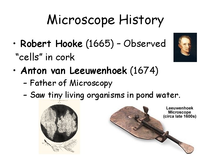 Microscope History • Robert Hooke (1665) – Observed “cells” in cork • Anton van