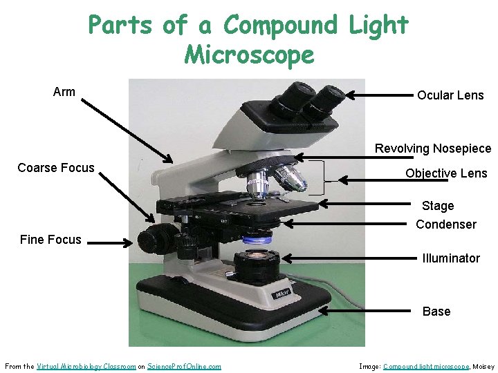 Parts of a Compound Light Microscope Arm Ocular Lens Revolving Nosepiece Coarse Focus Objective