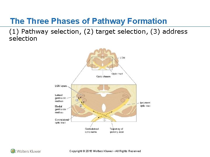 The Three Phases of Pathway Formation (1) Pathway selection, (2) target selection, (3) address