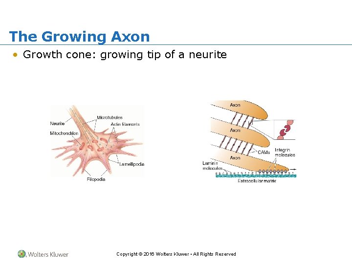 The Growing Axon • Growth cone: growing tip of a neurite Copyright © 2016