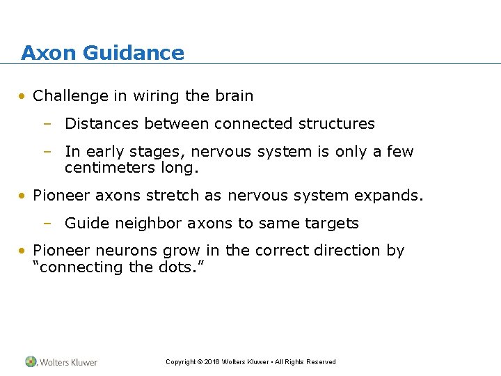 Axon Guidance • Challenge in wiring the brain – Distances between connected structures –