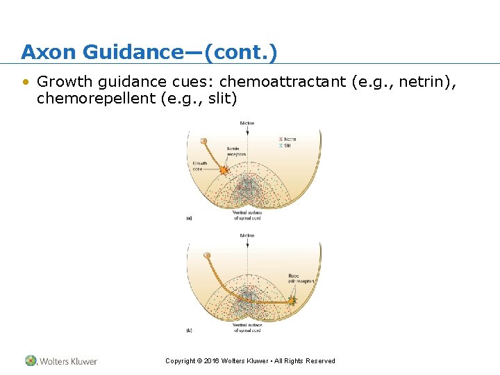 Axon Guidance—(cont. ) • Growth guidance cues: chemoattractant (e. g. , netrin), chemorepellent (e.
