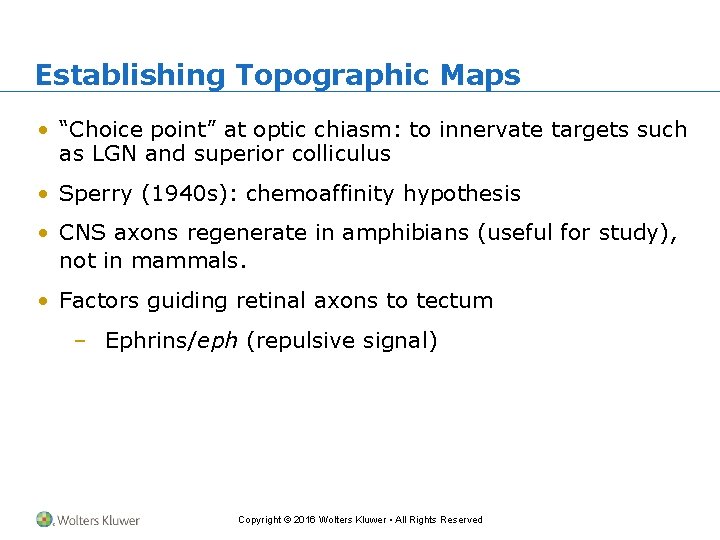 Establishing Topographic Maps • “Choice point” at optic chiasm: to innervate targets such as